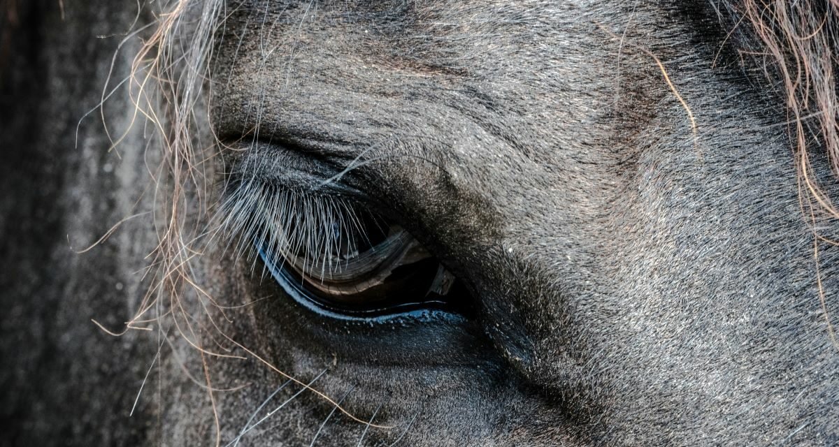 Maladie du motoneurone chez les chevaux : gestion thérapeutique