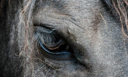 Maladie du motoneurone chez les chevaux : gestion thérapeutique