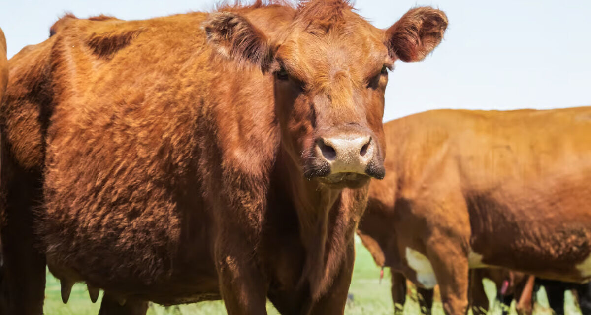Maladie de la Vache Folle : Mythes, réalités et enjeux