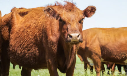 Maladie de la Vache Folle : Mythes, réalités et enjeux