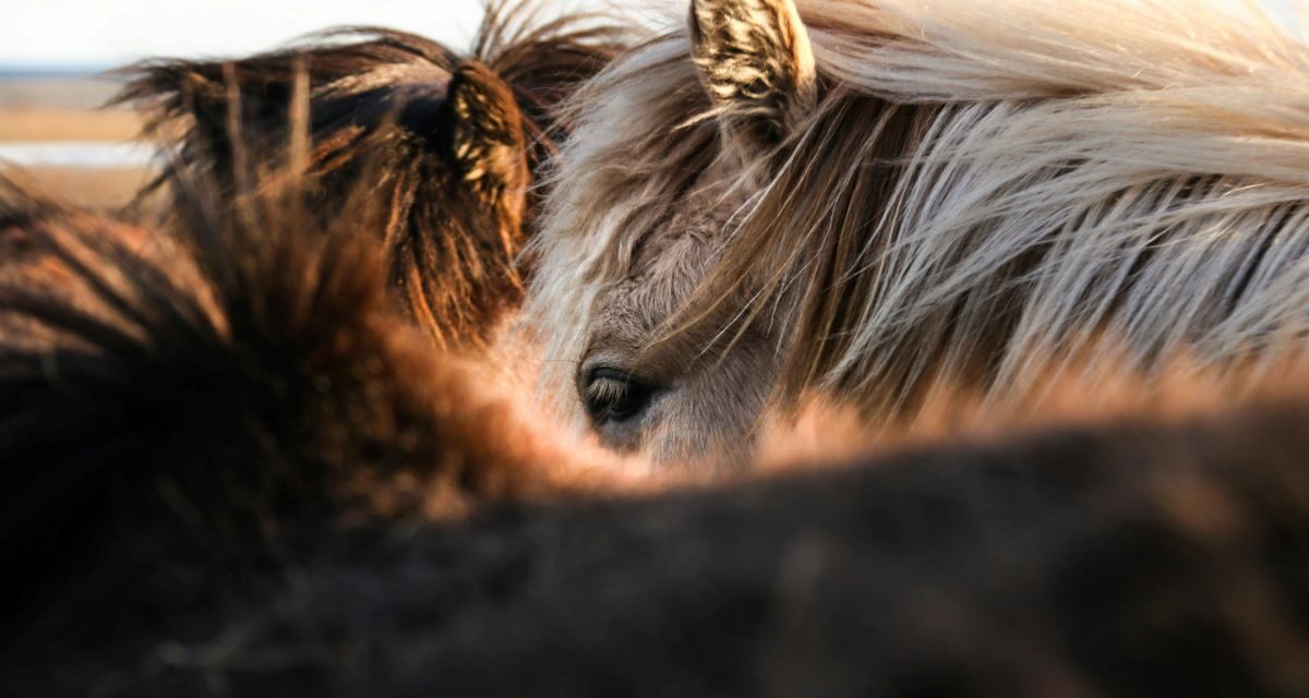 Recettes naturelles pour prévenir les maux de l&rsquo;été chez son cheval