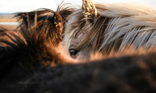 Recettes naturelles pour prévenir les maux de l&rsquo;été chez son cheval