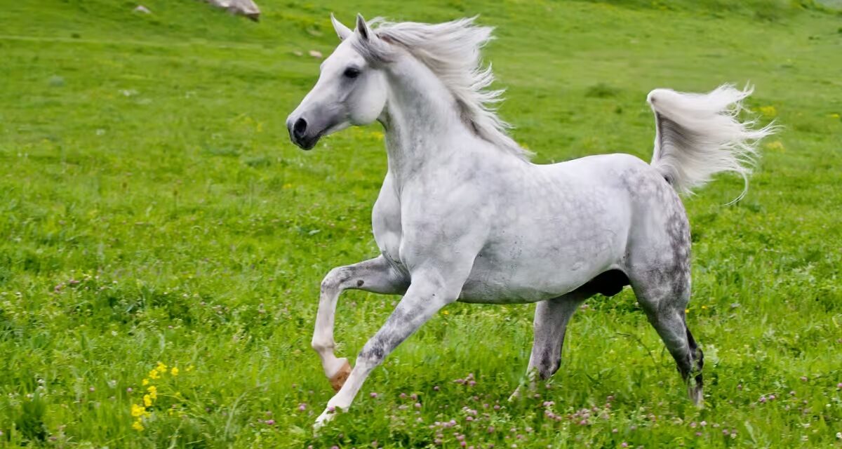 Mélanomes : ces tumeurs des chevaux gris