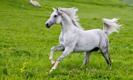 Mélanomes : ces tumeurs des chevaux gris