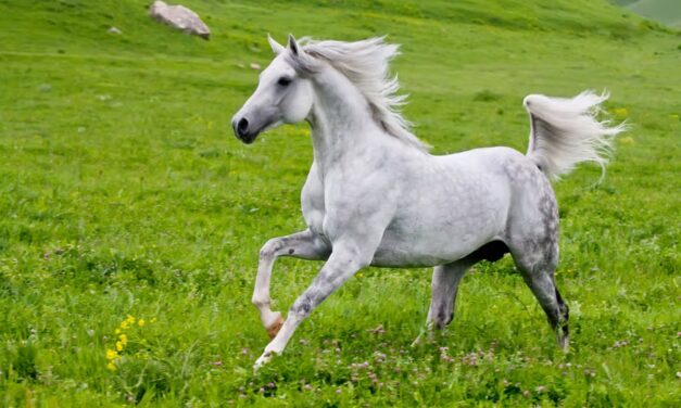 Mélanomes : ces tumeurs des chevaux gris