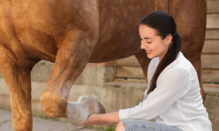 Molettes chez le cheval : attention aux tendons