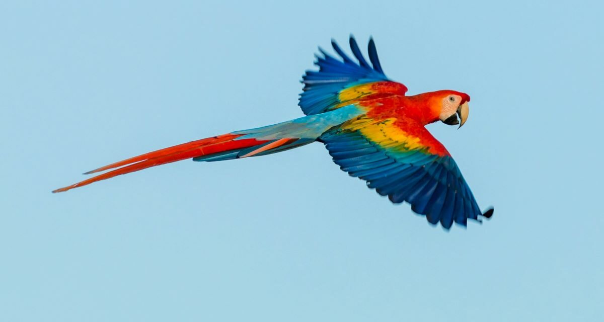 Ornithose – Psittacose : Zoom sur cette Infection Rare