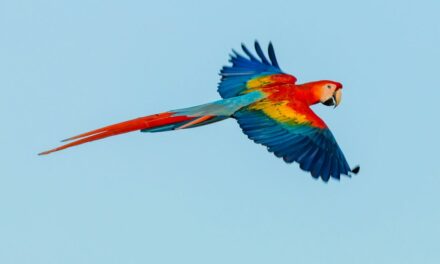 Ornithose – Psittacose : Zoom sur cette Infection Rare