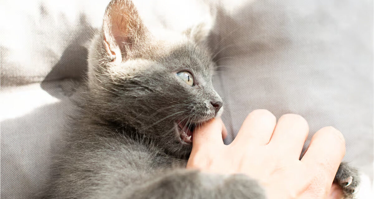 Pasteurellose : une menace silencieuse pour animaux et humains
