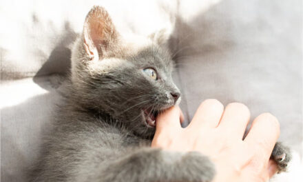 Pasteurellose : une menace silencieuse pour animaux et humains