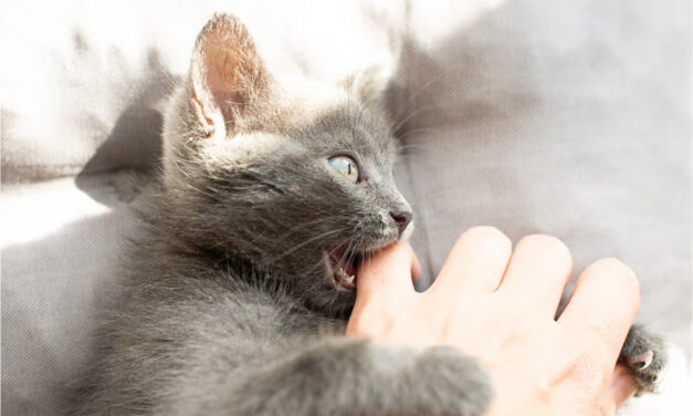 Pasteurellose : une menace silencieuse pour animaux et humains