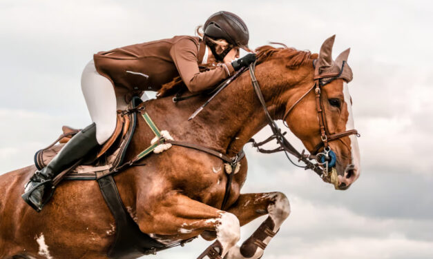 Préparation aux championnats de France d&rsquo;équitation