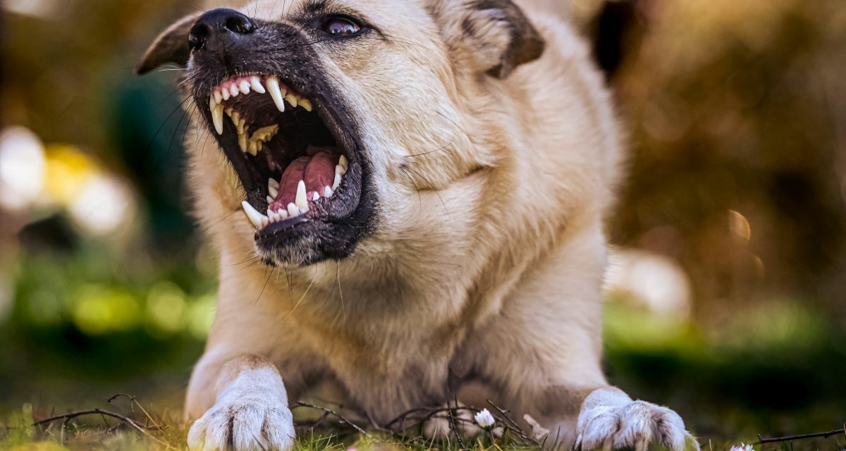 La Rage : Comprendre cette Zoonose Mortelle