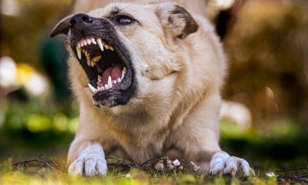 La Rage : Comprendre cette Zoonose Mortelle