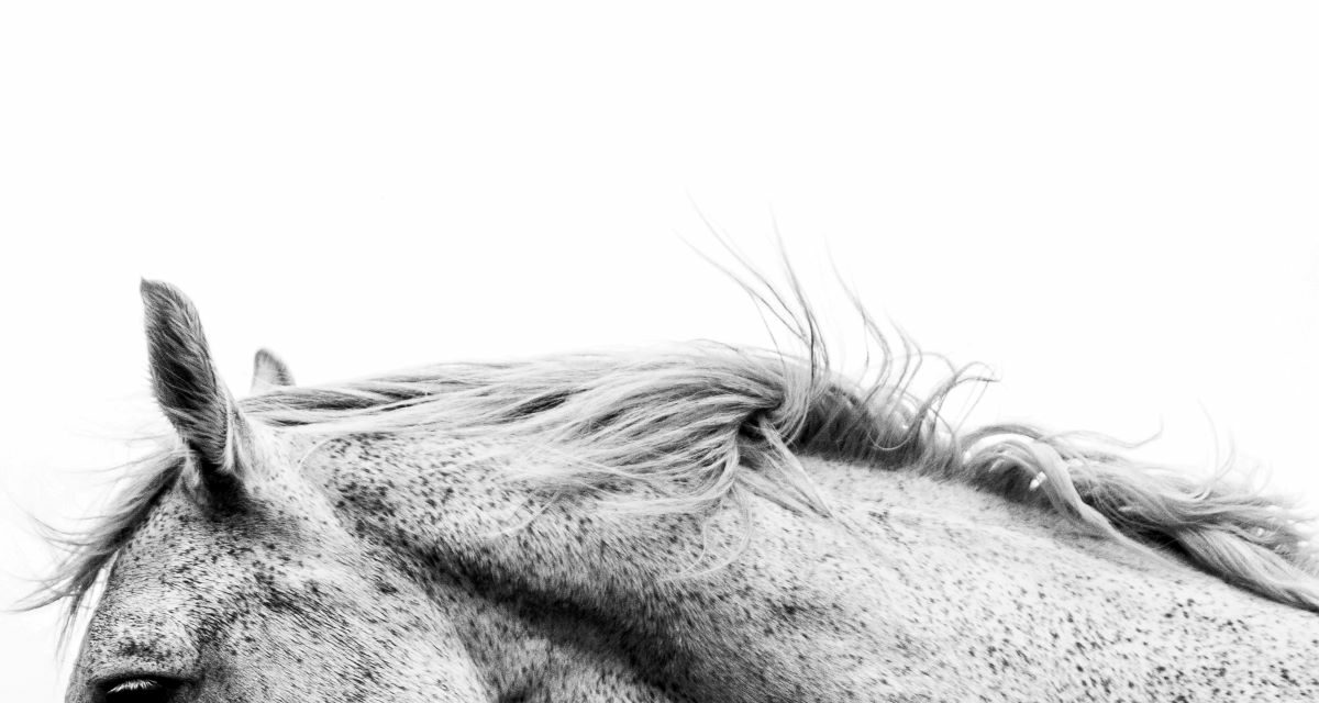 Rétivité chez le cheval : des comportements volontaires et agressifs