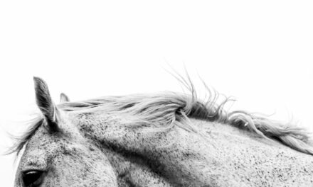 Rétivité chez le cheval : des comportements volontaires et agressifs
