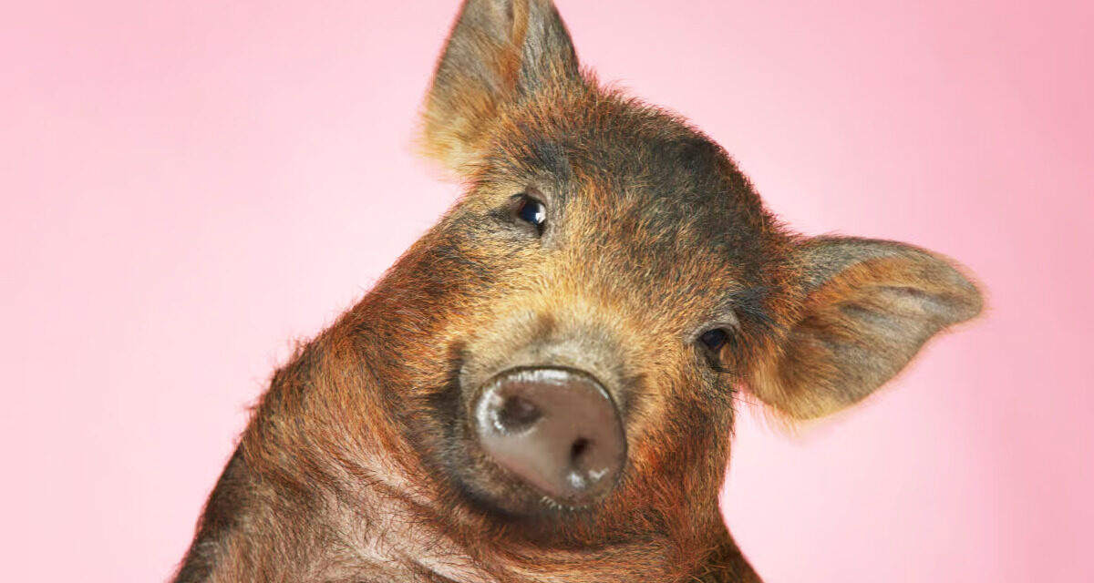 Rouget du porc : ses implications pour la santé humaine