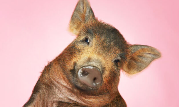 Rouget du porc : ses implications pour la santé humaine