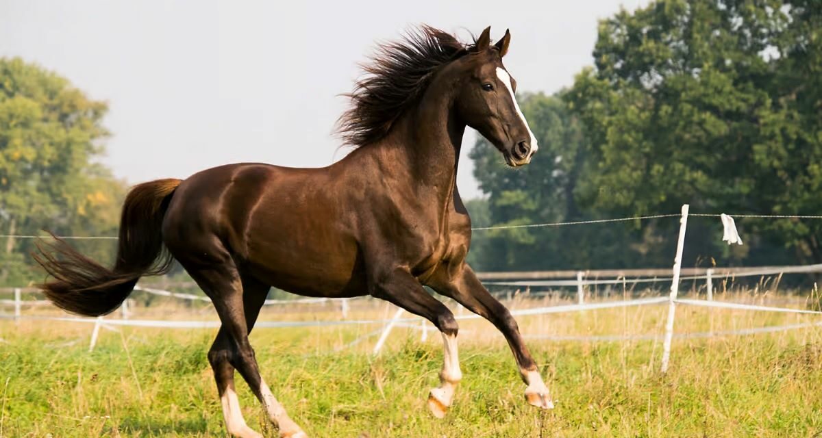 Gestion des sarcoïdes chez les chevaux