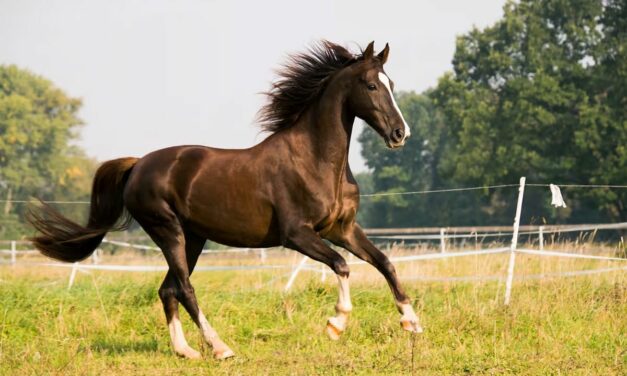 Gestion des sarcoïdes chez les chevaux