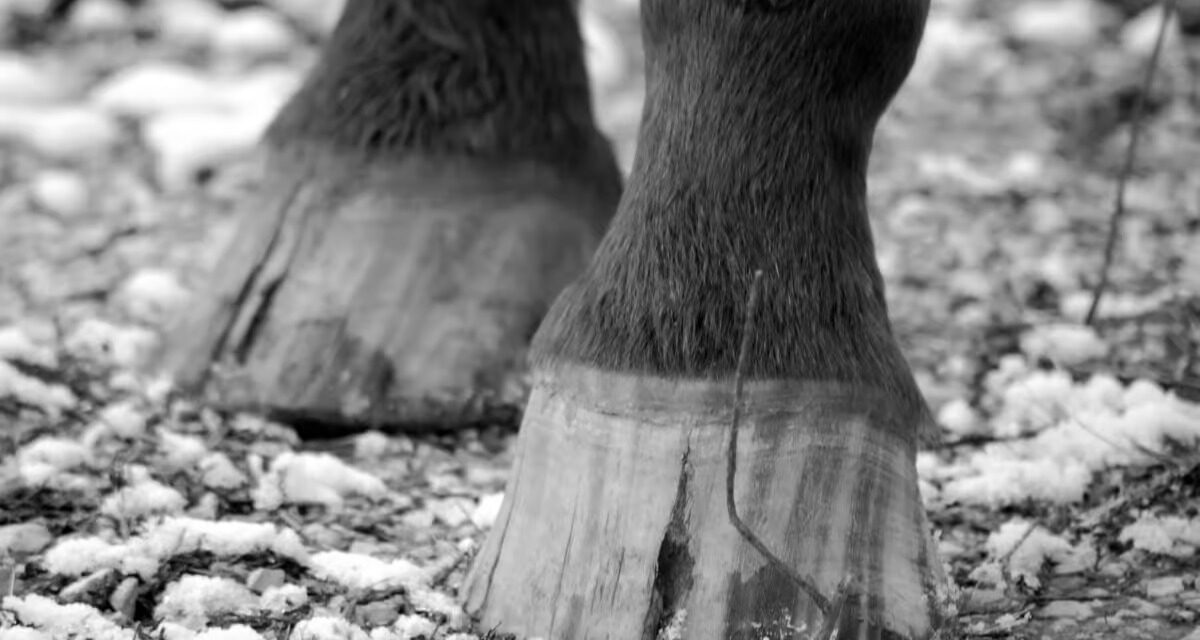 Seime : cette fissure dans le sabot du cheval