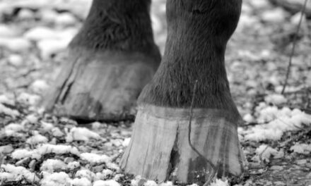 Seime : cette fissure dans le sabot du cheval