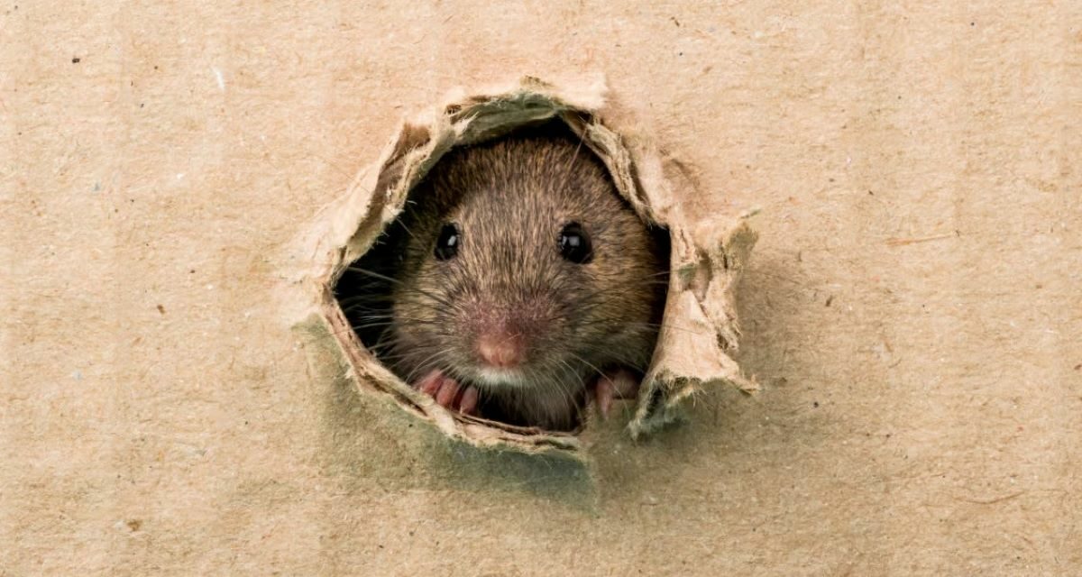 Streptobacillose : une fièvre due aux morsures de rats