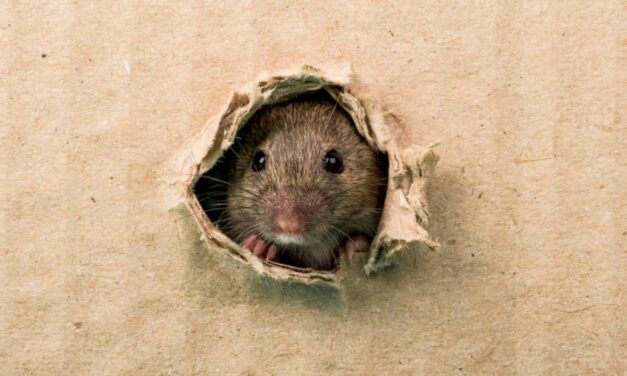 Streptobacillose : une fièvre due aux morsures de rats