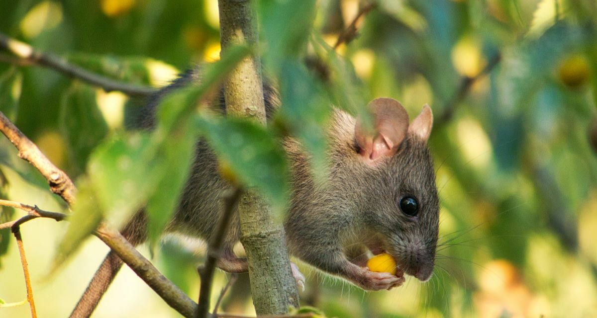 Sodoku : cette zoonose transmise par les rats
