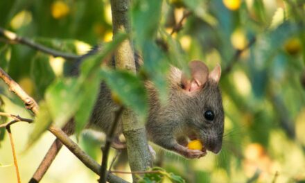Sodoku : cette zoonose transmise par les rats
