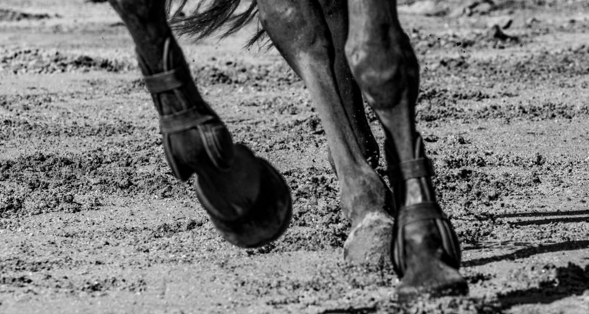 La tendinite du cheval de sport
