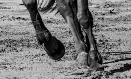 La tendinite du cheval de sport