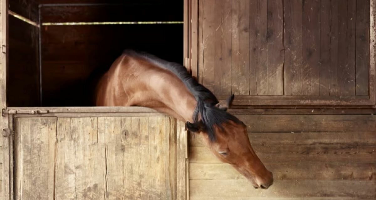Comment soigner une tendinite chez le cheval de sport ?