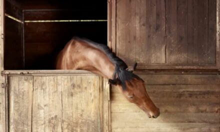 Comment soigner une tendinite chez le cheval de sport ?
