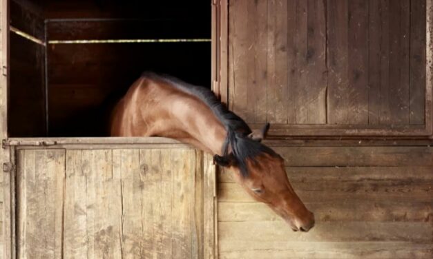 Comment soigner une tendinite chez le cheval de sport ?