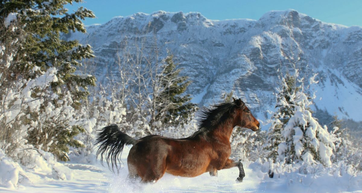 Thermorégulation chez le cheval : un mécanisme d&rsquo;équilibre thermique