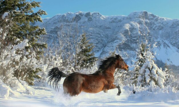 Thermorégulation chez le cheval : un mécanisme d&rsquo;équilibre thermique