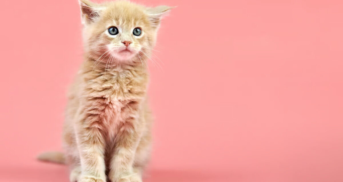 Impact de la toxoplasmose sur la santé humaine et animale