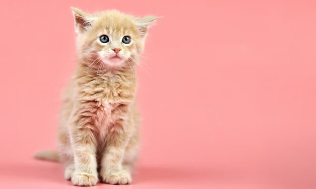 Impact de la toxoplasmose sur la santé humaine et animale