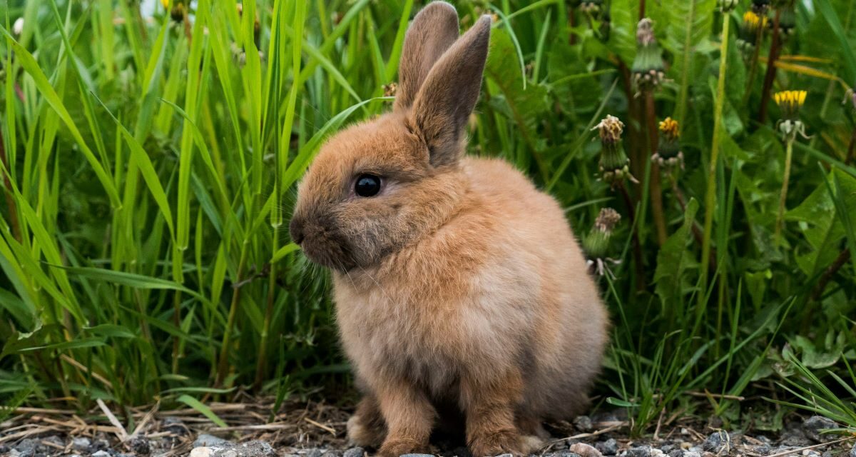 La tularémie : une zoonose rare et dangereuse
