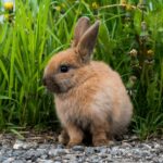 La tularémie : une zoonose rare et dangereuse