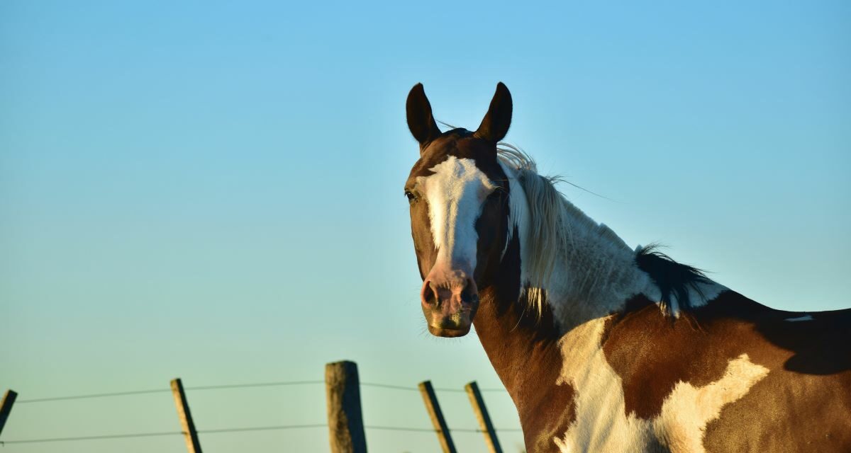 Ulcères gastriques chez les chevaux : comment traiter ?