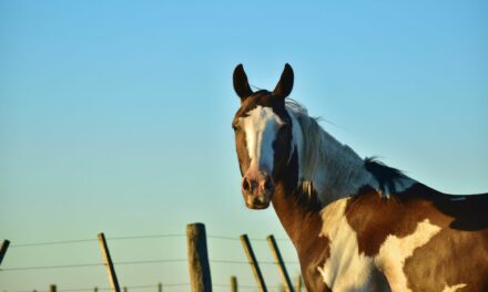 Ulcères gastriques chez les chevaux : comment traiter ?