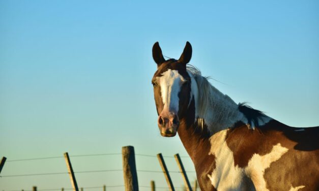 Ulcères gastriques chez les chevaux : comment traiter ?