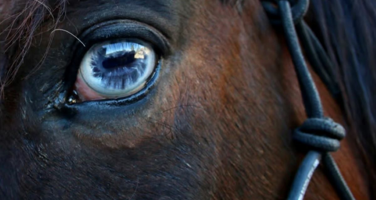 Comprendre l&rsquo;uvéite chez le cheval