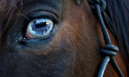 Comprendre l&rsquo;uvéite chez le cheval