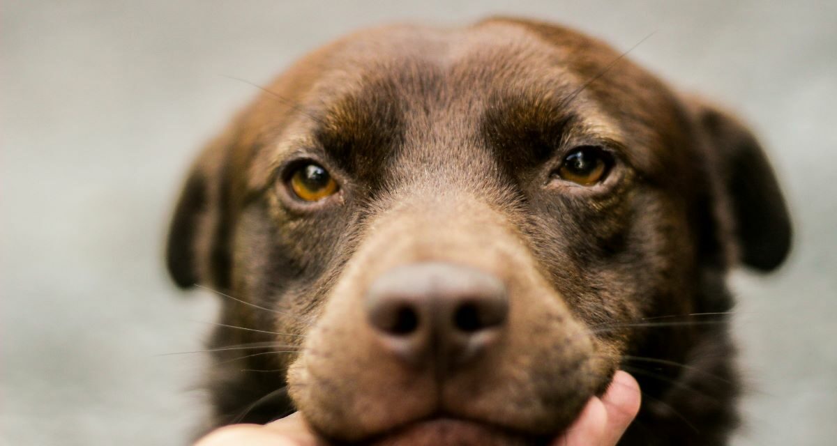 Comment calmer un chien avec un anti stress naturel ?