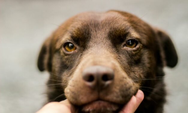 Comment calmer un chien avec un anti stress naturel ?