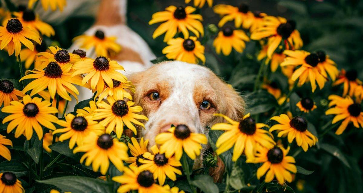 Mon chien a des aoûtats : symptômes et traitements