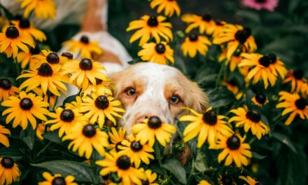Aoûtats du chien : les reconnaître et soulager les démangeaisons